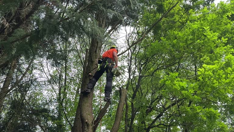 How Our Tree Care Process Works  in  Bonadelle Ranchos, CA